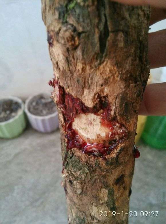 有那个知道是什么下山桩么？