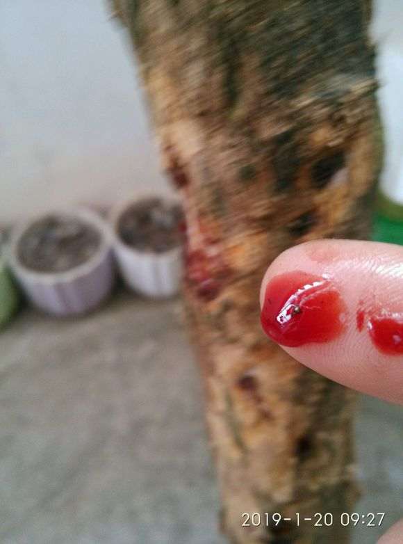 有那个知道是什么下山桩么？