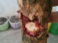 有那个知道是什么下山桩么？