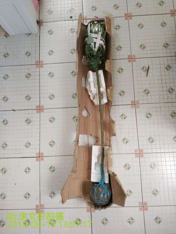 买的月季下山桩 有3个嫁接点 可以吗