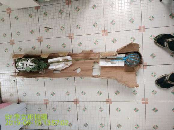 买的月季下山桩 有3个嫁接点 可以吗