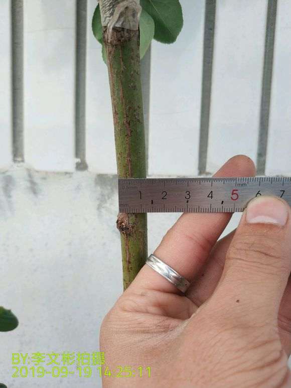 买的月季下山桩 有3个嫁接点 可以吗