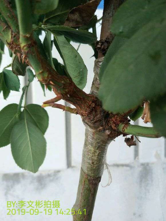 买的月季下山桩 有3个嫁接点 可以吗