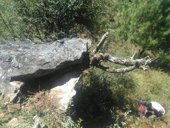 砸出来的火棘树桩下山桩