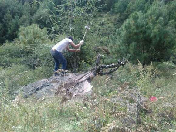 砸出来的火棘树桩下山桩