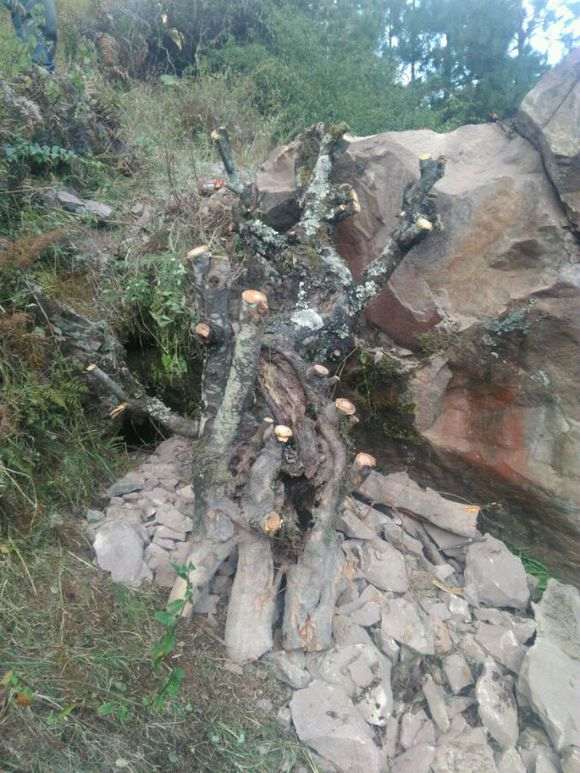 砸出来的火棘树桩下山桩