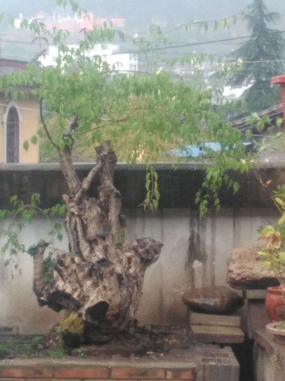 砸出来的火棘树桩下山桩
