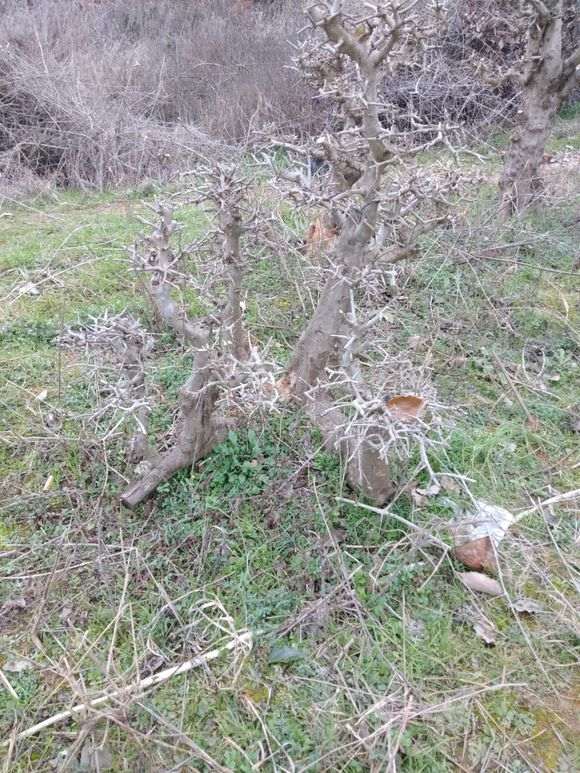 400棵对节白蜡下山桩 600批发价格 贵吗