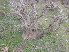 400棵对节白蜡下山桩 600批发价格 贵吗