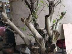 夏天挖下山桩树桩有什么好处