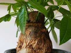 为什么发财树下山桩很难得养护 图片