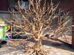 捡了一棵黄杨死树下山桩大家看看有什么用