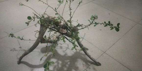 这棵救命粮树桩下山桩该怎么盘扎