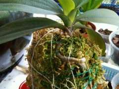 蝴蝶兰下山桩树桩怎么栽培的方法