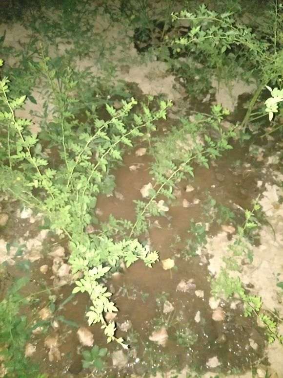 月季树桩下山桩怎么培养砧木的方法