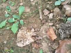 月季树桩下山桩怎么培养砧木的方法