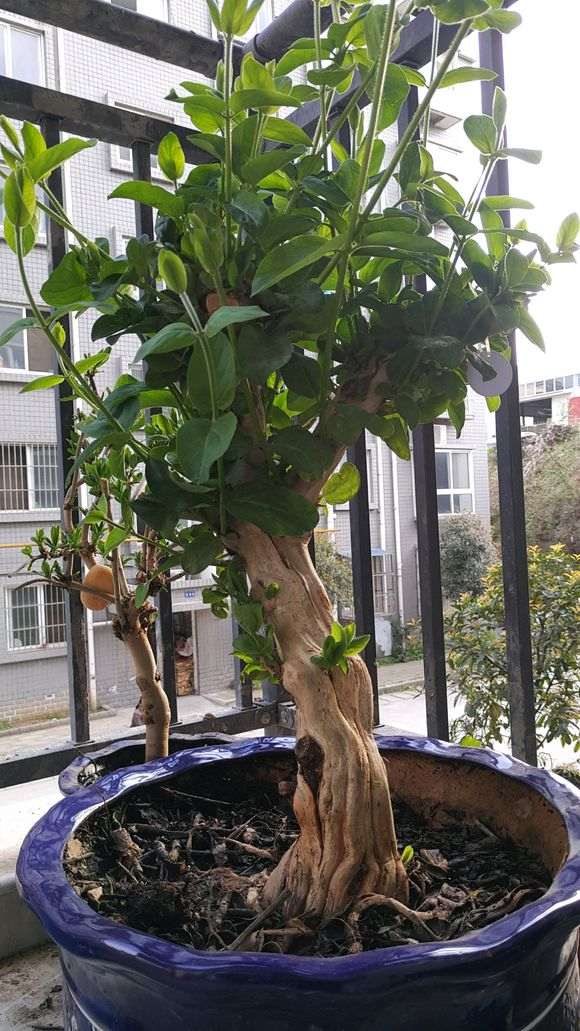 请问大家 我的树桩下山桩制作怎么了