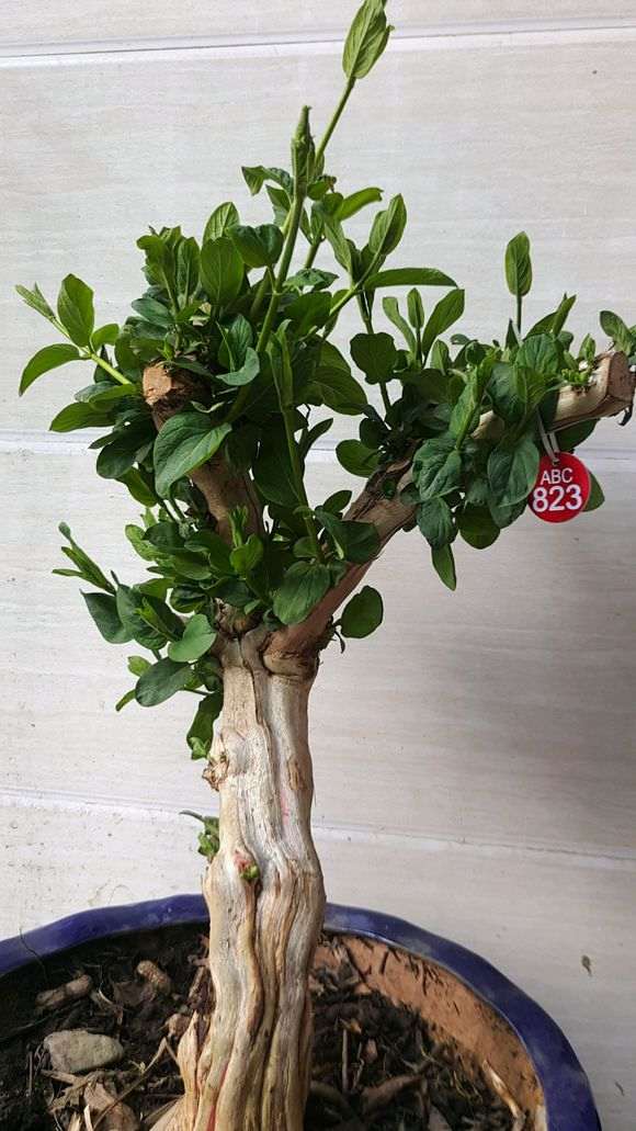 我的树桩下山桩制作怎么了