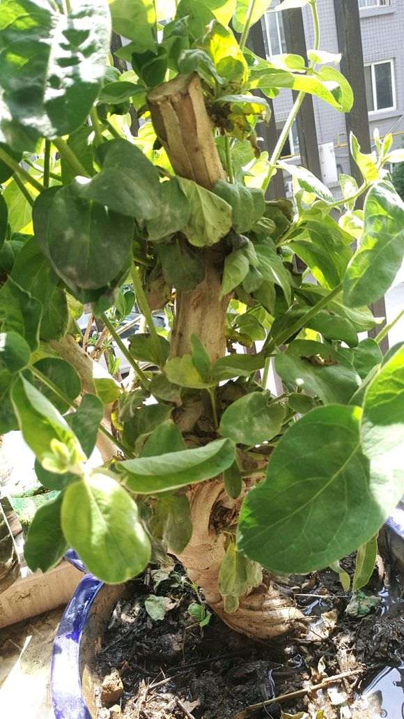 请问大家 我的树桩下山桩制作怎么了