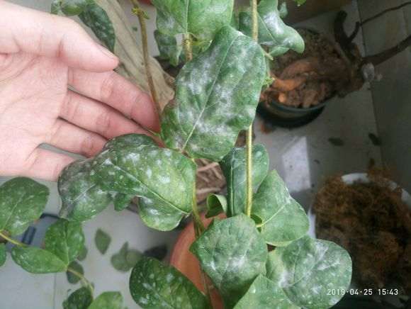 请问大家 我的树桩下山桩制作怎么了