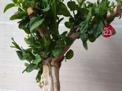 请问大家 我的树桩下山桩制作怎么了