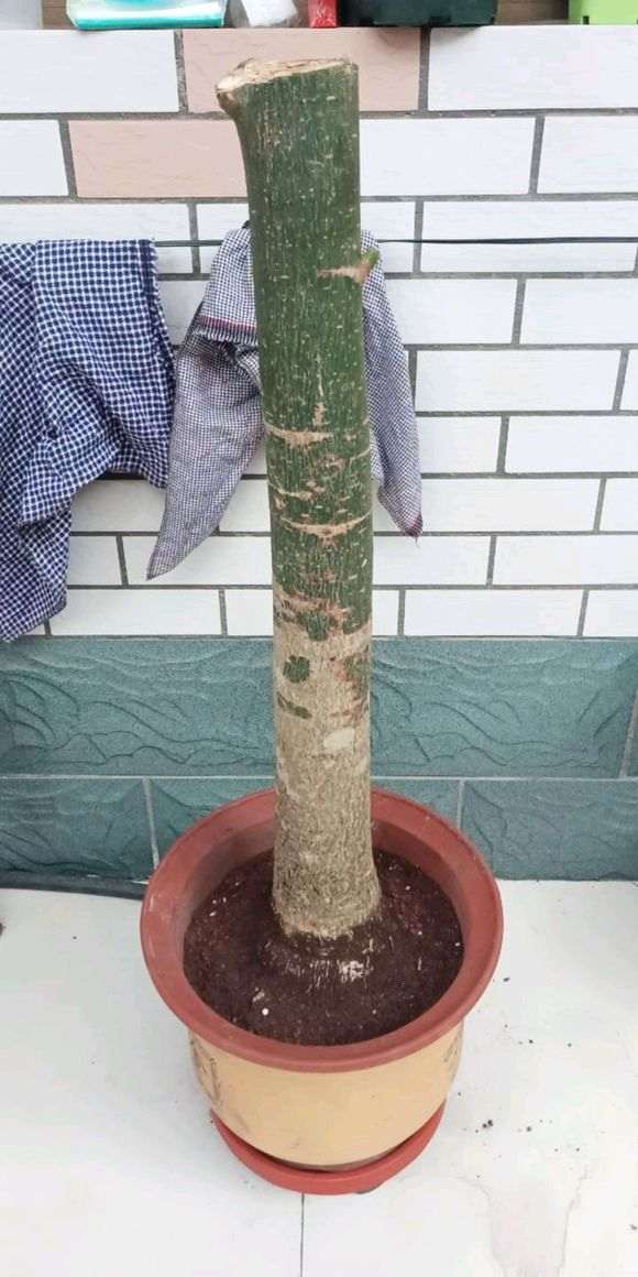 树桩下山桩倒立栽种两天之后