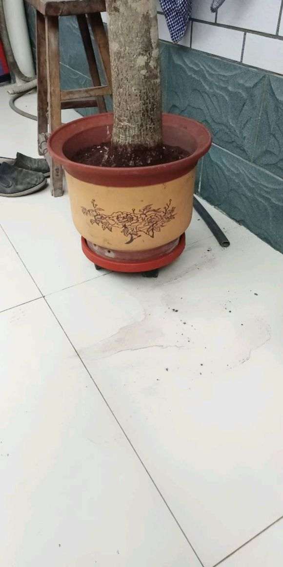 树桩下山桩倒立栽种两天之后