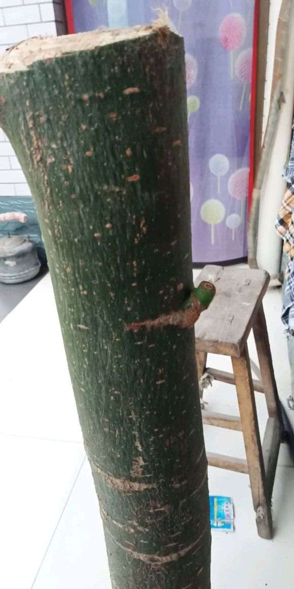 树桩下山桩倒立栽种两天之后