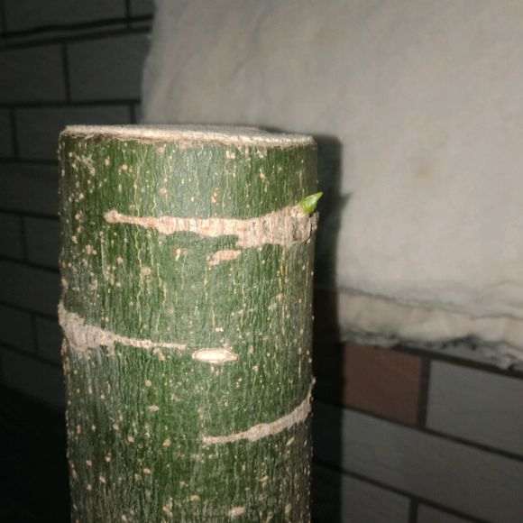 树桩下山桩倒立栽种两天之后