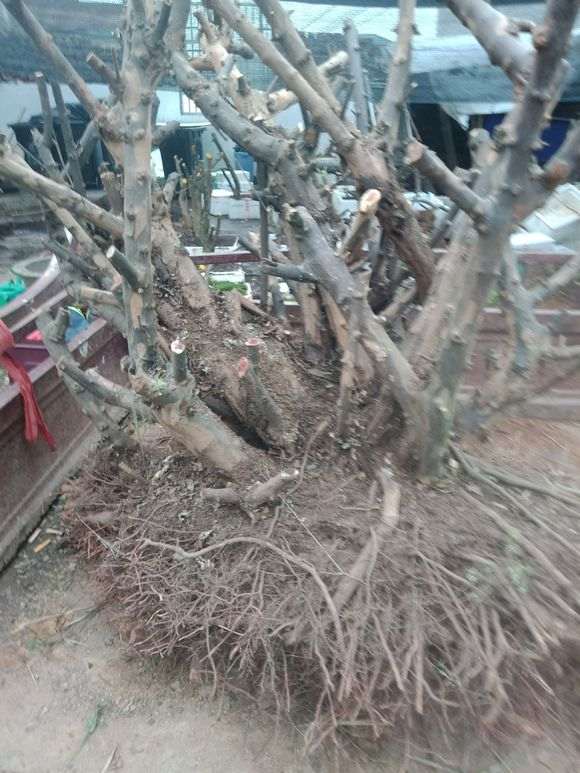 今天刚下山的雀梅下山桩树桩 大家看看