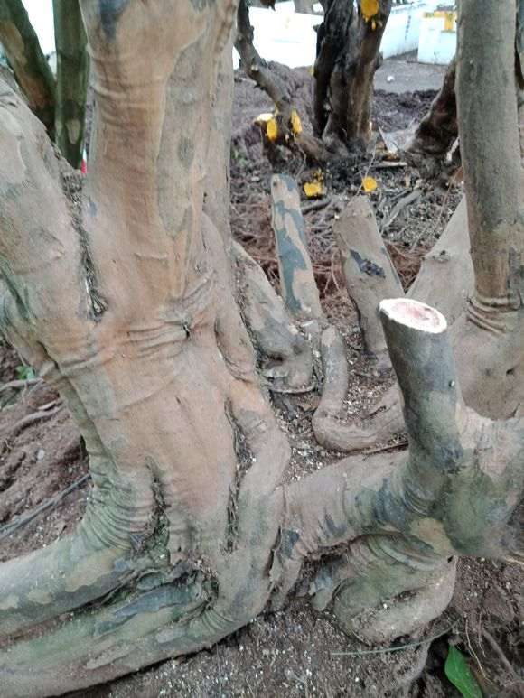 今天刚下山的雀梅下山桩树桩 大家看看