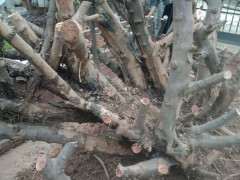 今天刚下山的雀梅下山桩树桩 大家看看