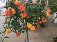 树桩月季下山桩 花开爆棚了