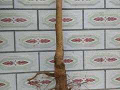 种下山桩是用生根粉吗 图片