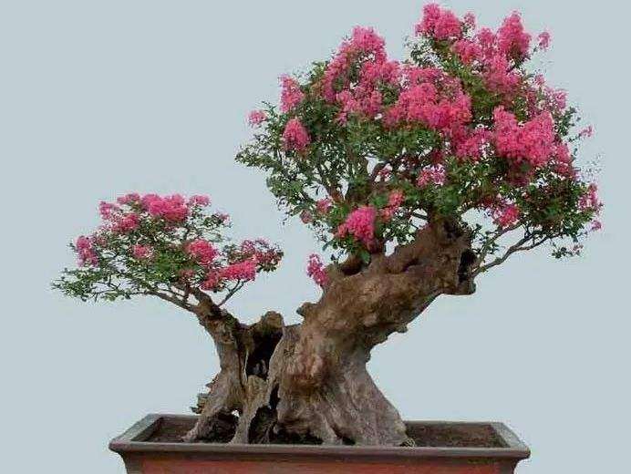 采用轮次修剪技术促进紫薇盆景多次开花