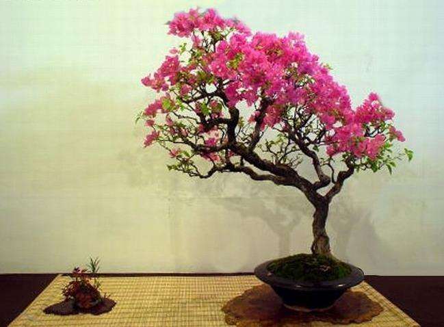 采用轮次修剪技术促进紫薇盆景多次开花