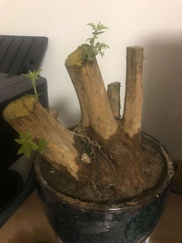 黄荆树桩下山桩的伤口怎么护理 图片