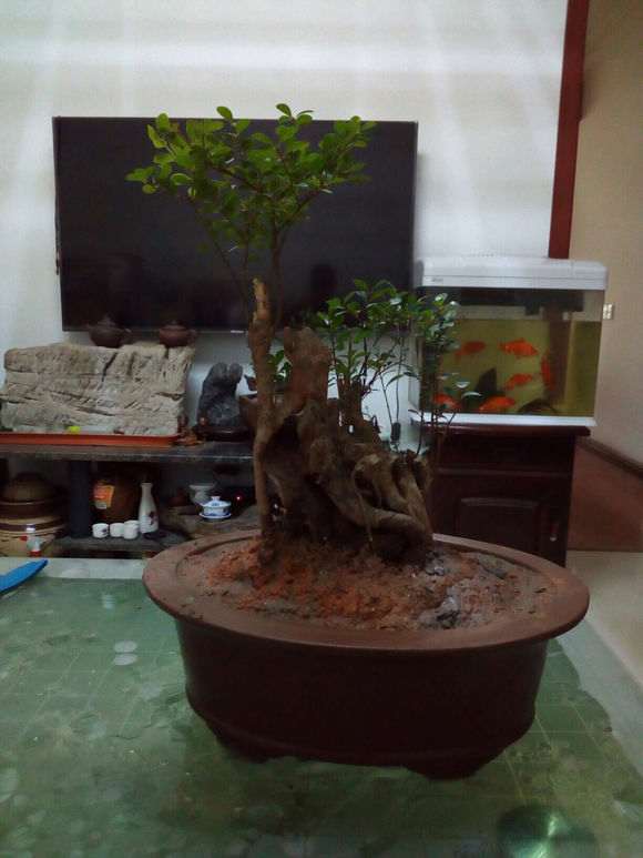 黄荆树桩下山桩的伤口怎么护理 图片