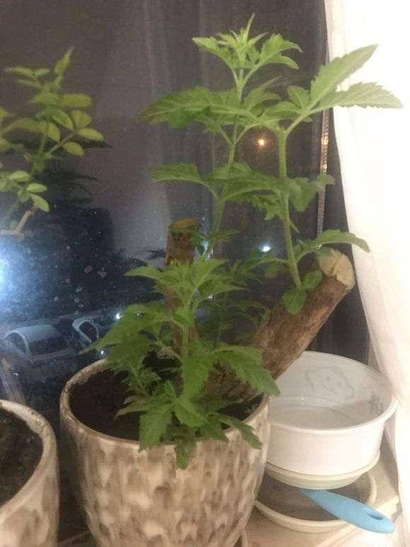 黄荆树桩下山桩的伤口怎么护理 图片