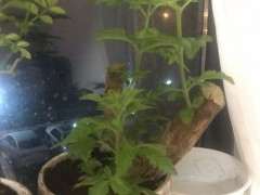 黄荆树桩下山桩的伤口怎么护理 图片