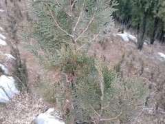 休息去弄两颗下山桩 这个季节好活吗？