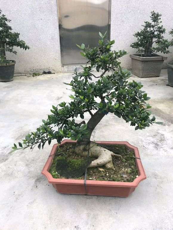 谁有直径七厘米以上的栀子花下山桩