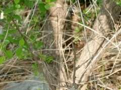 山东的老乡们看看这是什么下山桩树桩