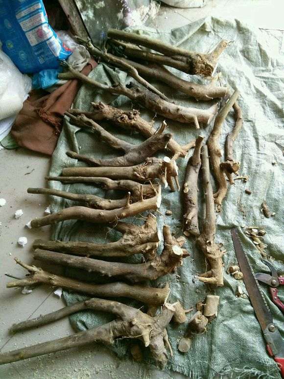 金豆下山桩怎么做好缠膜保湿 图片