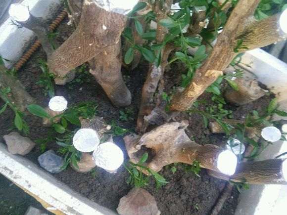 金豆下山桩怎么做好缠膜保湿 图片