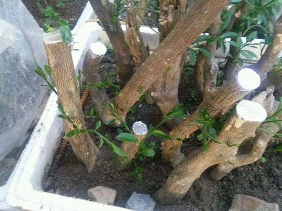 金豆下山桩怎么做好缠膜保湿 图片
