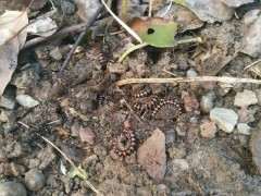 这是什么虫子 对下山桩树桩有什么危害