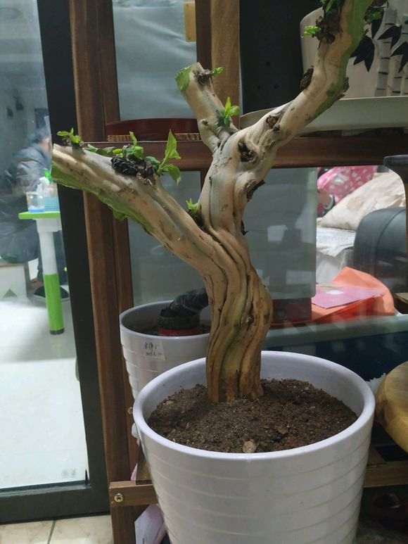 这个下山桩多少钱买的 45元买的 贵不贵