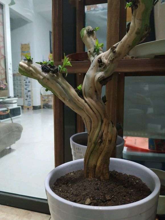 这个下山桩多少钱买的 45元买的 贵不贵