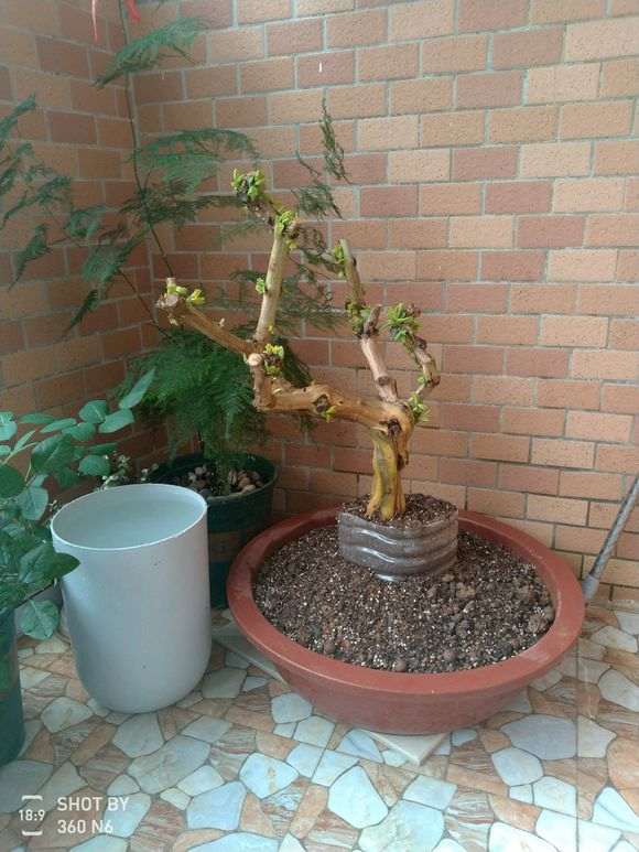 这个下山桩多少钱买的 45元买的 贵不贵